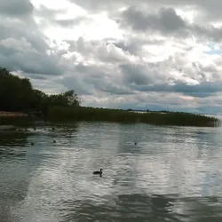 Red Forest - Chernobyl