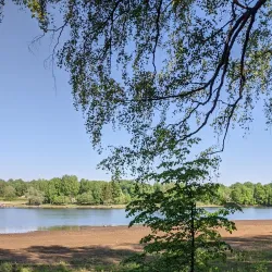 Red Forest - Chernobyl