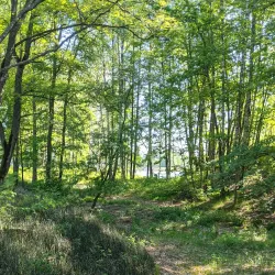 Red Forest - Chernobyl