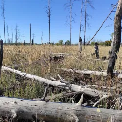 Red Forest - Chernobyl