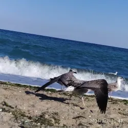 Chornomorsk City Park - Chornomorsk (Chernomorsk)