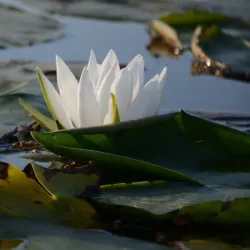Forest Lakes Reserve - Horishni Plavni