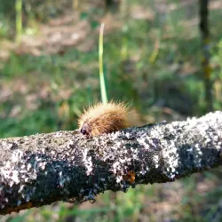 Forest Lakes Reserve - Horishni Plavni