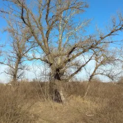 Forest Lakes Reserve - Horishni Plavni