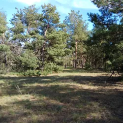 Forest Lakes Reserve - Horishni Plavni