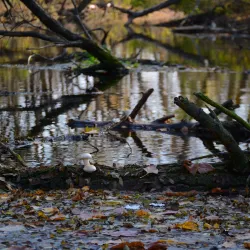 Forest Lakes Reserve - Horishni Plavni