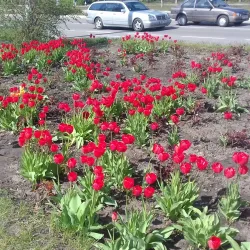 Shevchenko Square - Horishni Plavni