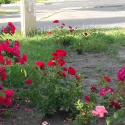 Shevchenko Square - Horishni Plavni