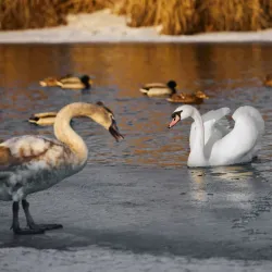 Nature Trails around Irpin - Irpin