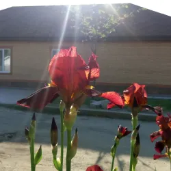 Cathedral of the Nativity of the Blessed Virgin Mary - Izmail