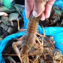 Central Market - Izmail