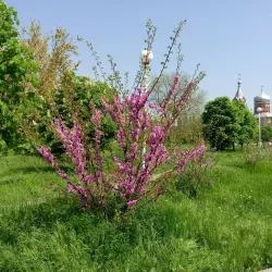 Victory Park - Izmail