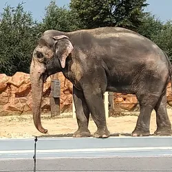 Kharkiv Zoo - Kharkiv