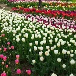 Kherson Botanical Garden - Kherson