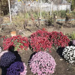 Kherson Botanical Garden - Kherson