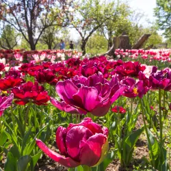 Kherson Botanical Garden - Kherson