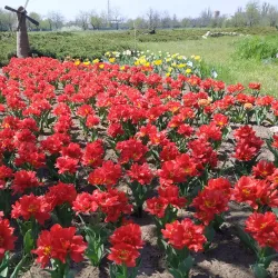 Kherson Botanical Garden - Kherson