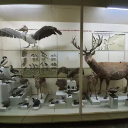 Kherson Regional Museum - Kherson