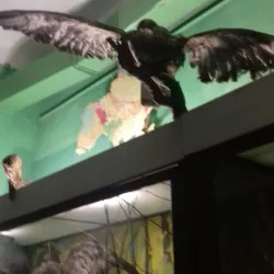 Konotop Local History Museum - Konotop