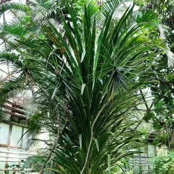 Korman Botanical Garden - Korman