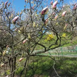 Korman Botanical Garden - Korman