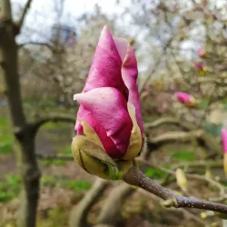 Korman Botanical Garden - Korman