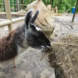 Korman City Park - Korman