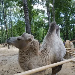 Korman City Park - Korman