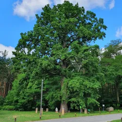 Botanical Gardens near Kozyn - Kozyn