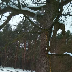 Botanical Gardens near Kozyn - Kozyn