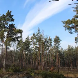 Botanical Gardens near Kozyn - Kozyn