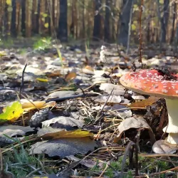 Donetsk Regional Nature Reserve (nearby) - Krasnogorivka