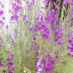 Krasnogorivka Central Park - Krasnogorivka