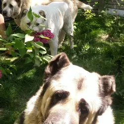 Local Market - Krasnogorivka