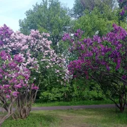 Botanical Garden of Kryvyi Rih State Pedagogical University - Kryvyy Rih