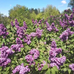 Botanical Garden of Kryvyi Rih State Pedagogical University - Kryvyy Rih