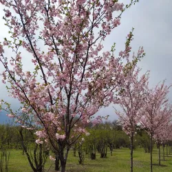 Botanical Garden of Kryvyi Rih State Pedagogical University - Kryvyy Rih