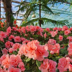 Botanical Garden of Kryvyi Rih State Pedagogical University - Kryvyy Rih