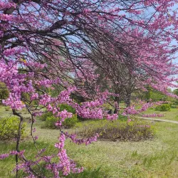 Botanical Garden of Kryvyi Rih State Pedagogical University - Kryvyy Rih