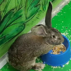 Kryvyi Rih Zoo - Kryvyy Rih