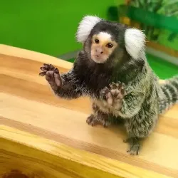 Kryvyi Rih Zoo - Kryvyy Rih