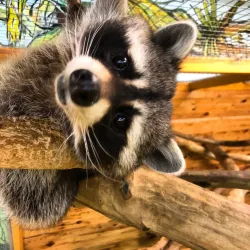 Kryvyi Rih Zoo - Kryvyy Rih