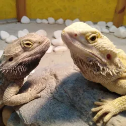 Kryvyi Rih Zoo - Kryvyy Rih