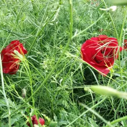 Monument to Taras Shevchenko - Lubny