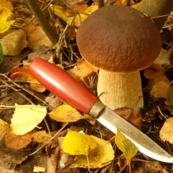 Sosnivka Park - Lyubotin