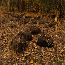 Sosnivka Park - Lyubotin