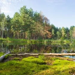 Sosnivka Park - Lyubotin