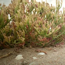 Azov Sea Coastline and Beaches - Mariupol