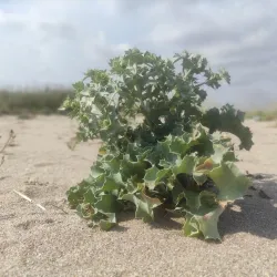 Azov Sea Coastline and Beaches - Mariupol