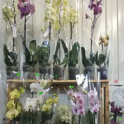 Central Market - Melitopol